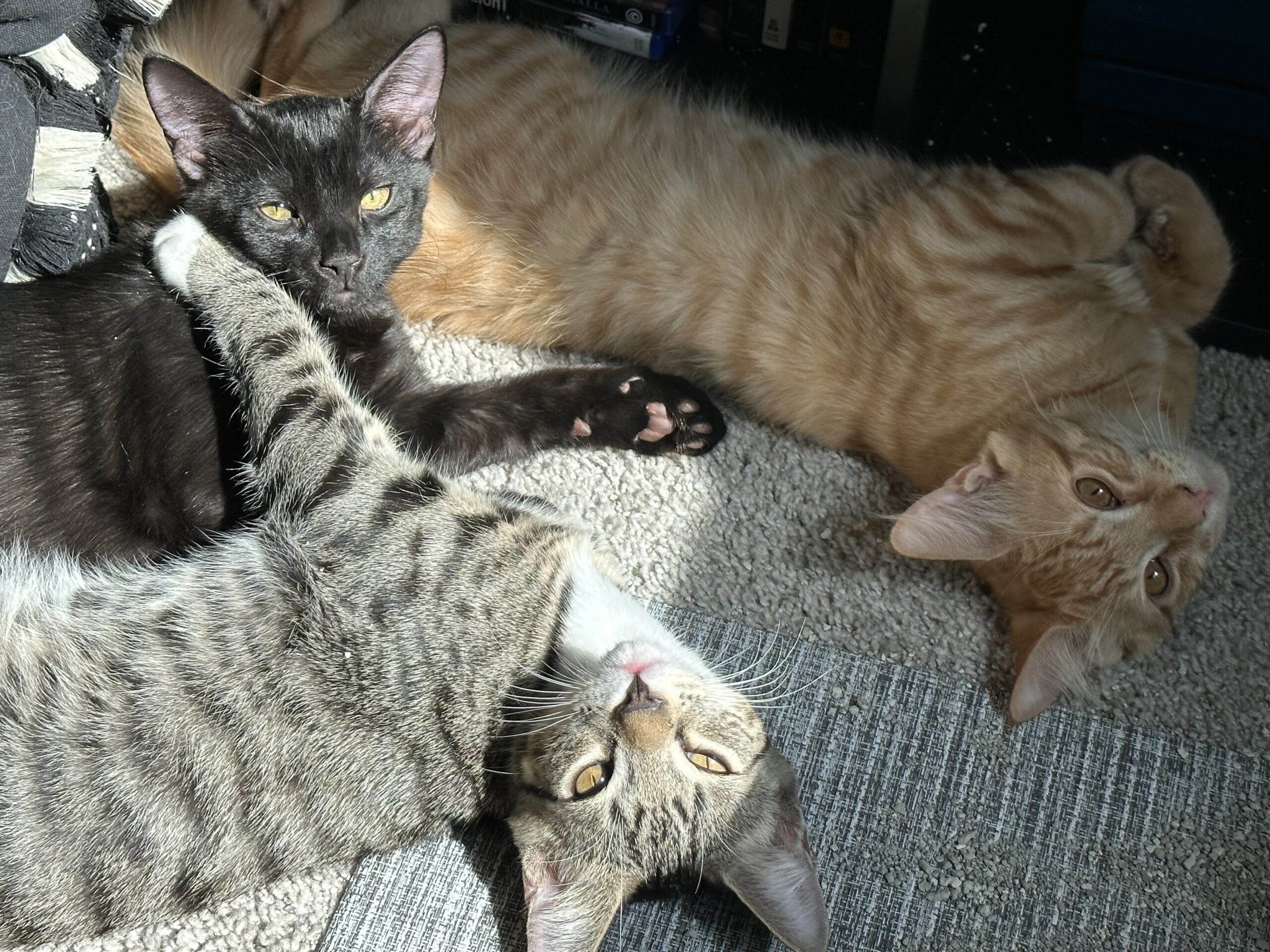 Bo Jovi Toulouse Kittens 1